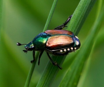 Invasive Tierarten (Neozoen) – Gemeinde Oetwil am See